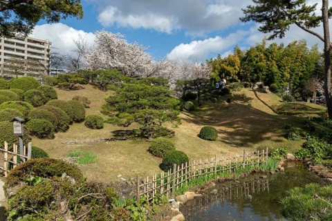 Green plants, cherry trees, sakura, spring in Shukkei-en, historical Japanese garden, Japanese