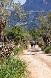 Group of hikers walking on a dirt road in an olive grove in the countryside on a sunny summer day,