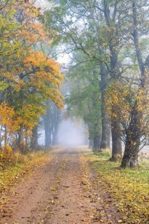 Gravel road lined with trees in beautiful autumn colors on a foggy day in the countryside and