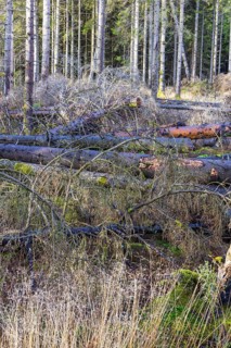Fallen trees on a clear cut at the edge of the spruce forest