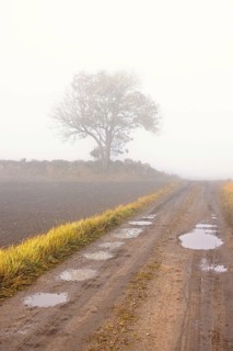 Dirt road with potholes on a foggy day in the countryside by a field with a single tree by a stone