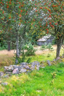Abandoned wooden barn in a forest with red berries on Rowan trees and a stone wall in an old