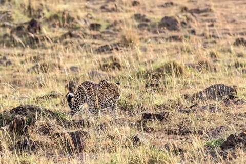 Leopard (Panthera pardus) walking in the grass on the savanna, Narok, Maasai Mara National Reserve,