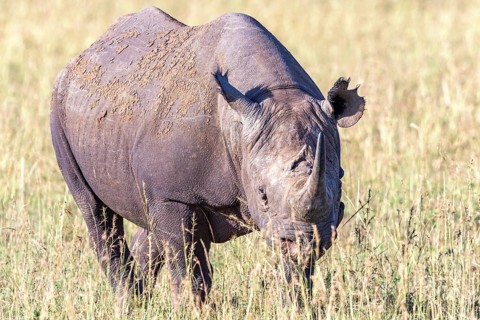 Black rhinoceros (Diceros bicornis) grazing on the grass savanna, Narok, Maasai Mara National