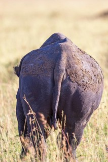 Black rhinoceros (Diceros bicornis) walking on a grass savanna from behind, Narok, Maasai Mara
