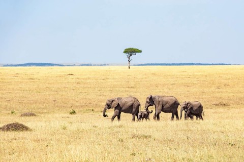 Elephant (Loxodonta africana) family with young calves walking on the African grass savannah with a
