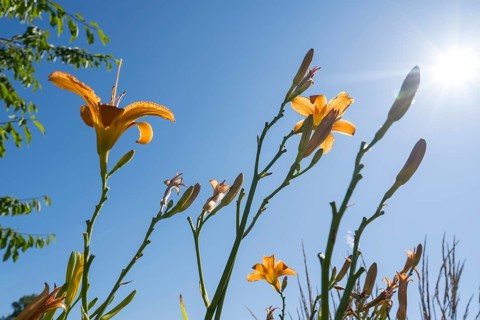 Blooming lilies (Lilium), orange flowers, frog perspective in front of a blue sky, backlight, North