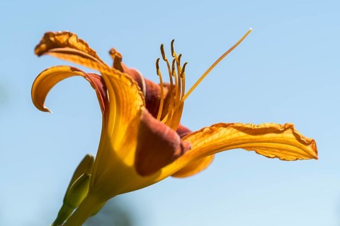 Blooming lily (Lilium), orange, close-up, North Rhine-Westphalia, Germany