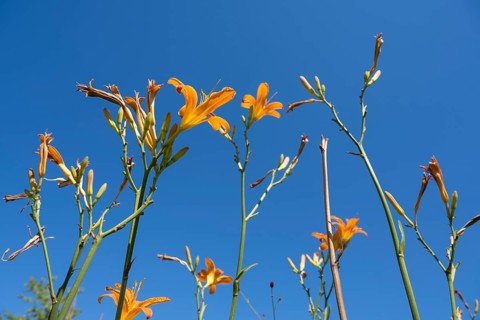 Blooming lilies (Lilium), orange flowers, frog perspective, in front of a blue sky, North