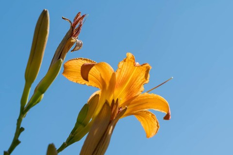 Blooming lily (Lilium), ornage, frog perspective in front of blue sky, close-up, North