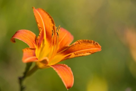 Flower of the lily (Lilium), close-up, orange, North Rhine-Westphalia, Germany