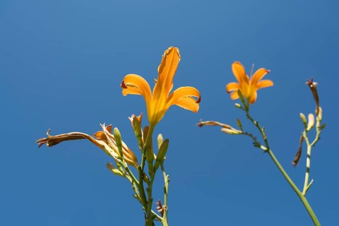 Blooming lilies (Lilium), orange flowers, frog perspective, in front of a blue sky, North
