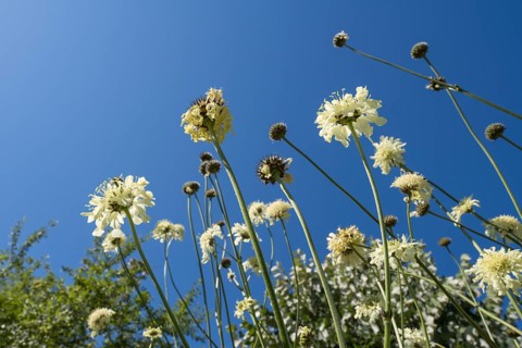 Large scale (Cephalaria gigantea), from below against blue sky, North Rhine-Westphalia, Germany