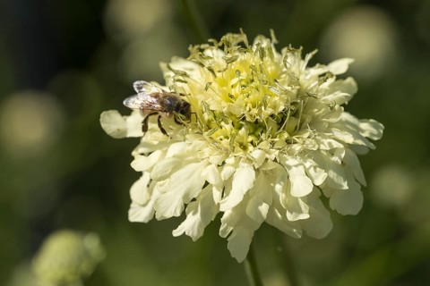 Cephalaria gigantea, single flower with bee, close-up, North Rhine-Westphalia, Germany