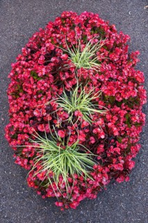 Ice begonias (Begonia x semperflorens-cultforum), Semperflorens begonias, oval bed, North