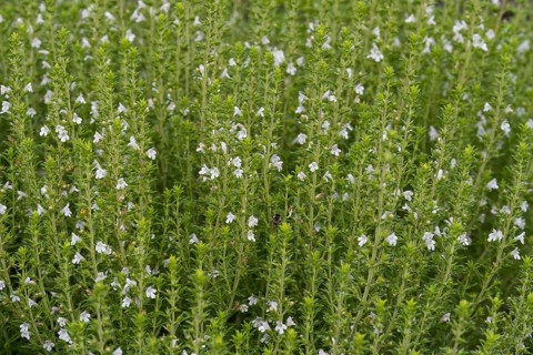 Flowering thyme (Thymus vulgaris), North Rhine-Westphalia, Germany