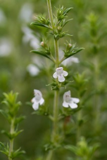 Flowering thyme (Thymus vulgaris), close-up, North Rhine-Westphalia, Germany