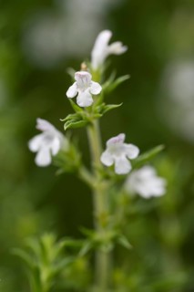Flowering thyme (Thymus vulgaris), close-up, North Rhine-Westphalia, Germany