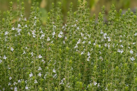 Flowering thyme (Thymus vulgaris), North Rhine-Westphalia, Germany