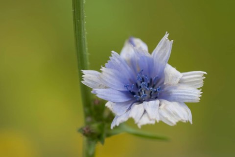 Chicory (Cichorium intybus), single flower, close-up, North Rhine-Westphalia, Germany