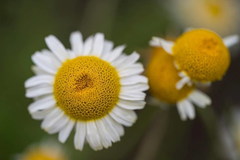 Chamomile (Matricaria chamomilla) flowers, close-up, from above, North Rhine-Westphalia, Germany