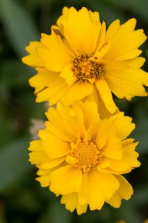 Large-flowered girl's eye (Coreopsis grandiflora), yellow flowers, close-up, North