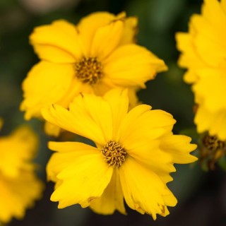 Large-flowered girl's eye (Coreopsis grandiflora), yellow flowers, close-up, North