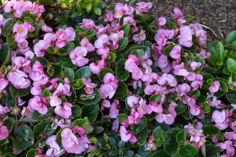 Ice begonias (Begonia x semperflorens-cultforum), Semperflorens begonias, North Rhine-Westphalia,