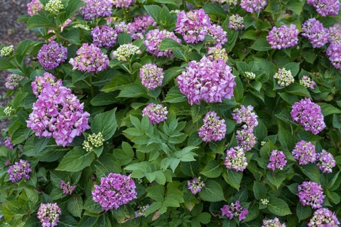 Hydrangea, bush with flowers, North Rhine-Westphalia, Germany