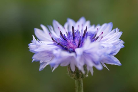 Cornflower (Centaurea cyanus), single flower, close-up, North Rhine-Westphalia, Germany