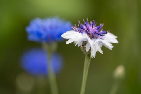 Cornflower (Centaurea cyanus), selective focus, close-up, North Rhine-Westphalia, Germany