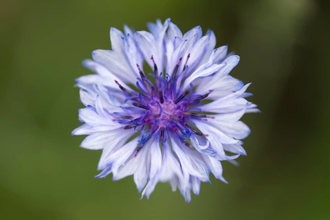 Cornflower (Centaurea cyanus) single flower, close-up, North Rhine-Westphalia, Germany