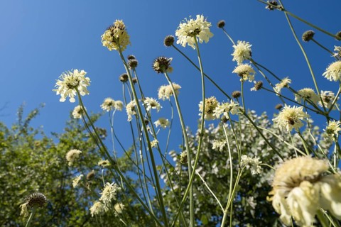 Large scale (Cephalaria gigantea), from below against blue sky, North Rhine-Westphalia, Germany