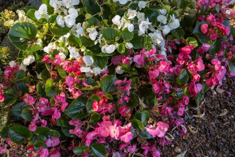 Ice begonias (Begonia x semperflorens-cultforum), Semperflorens begonias, North Rhine-Westphalia,