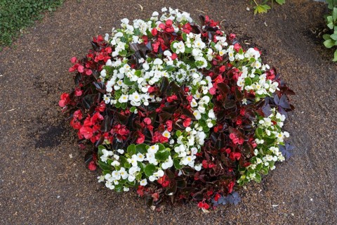 Ice begonias (Begonia x semperflorens-cultforum), Semperflorens begonias, round bed, North