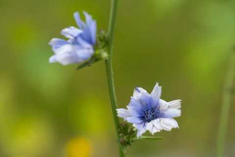 Chicory (Cichorium intybus), two flowers, close-up, North Rhine-Westphalia, Germany