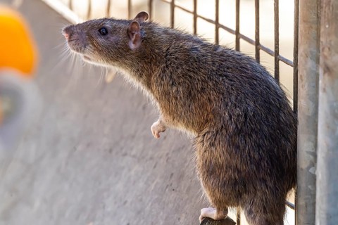 Many cities have a rat problem. The state capital Stuttgart sees itself as a model municipality for