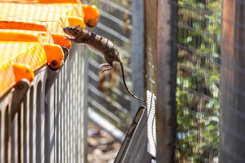 Many cities have a rat problem. The state capital Stuttgart sees itself as a model municipality for