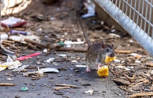 Many cities have a rat problem. The state capital Stuttgart sees itself as a model municipality for
