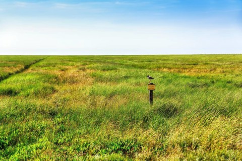 Breeding area, resting area, salt marsh with sign, please do not enter, wading bird, Westerhever,