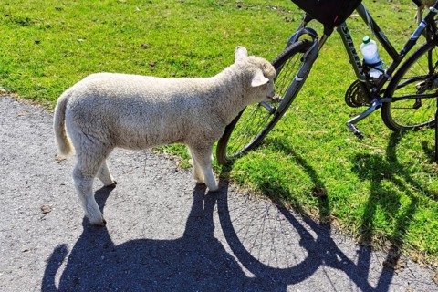 Curious sheep sniffing a bicycle, Westerhever, Eiderstedt, Nordfriesland, Schleswig-Holstein,