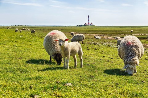 Sheep grazing, Westerheversand lighthouse on the horizon, haze, Westerhever, Eiderstedt, North