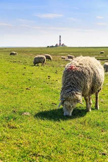 Sheep grazing, Westerheversand lighthouse on the horizon, haze, Westerhever, Eiderstedt, North