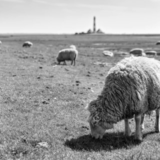 Sheep grazing, Westerheversand lighthouse on the horizon, monochrome, Westerhever, Eiderstedt,