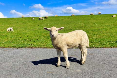 Curious sheep on the dyke, Westerhever, Eiderstedt, North Frisia, Schleswig-Holstein, Germany