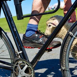 Cyclist cuddling a trusting sheep while cycling along the dyke, Westerhever, Eiderstedt,