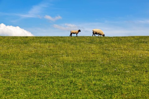 Two sheep grazing on dike, Cumulus, Westerhever, Eiderstedt, Nordfriesland, Schleswig-Holstein,
