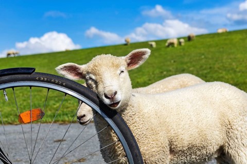 Confident sheep on a cycle tour along the dyke, Westerhever, Eiderstedt, North Frisia,