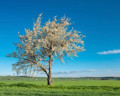 Field landscape in spring, blossoming cherry trees in the middle of green fields under a blue sky,