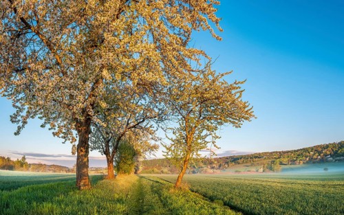 Field landscape with morning fog in the first morning light, blossoming cherry trees on the field